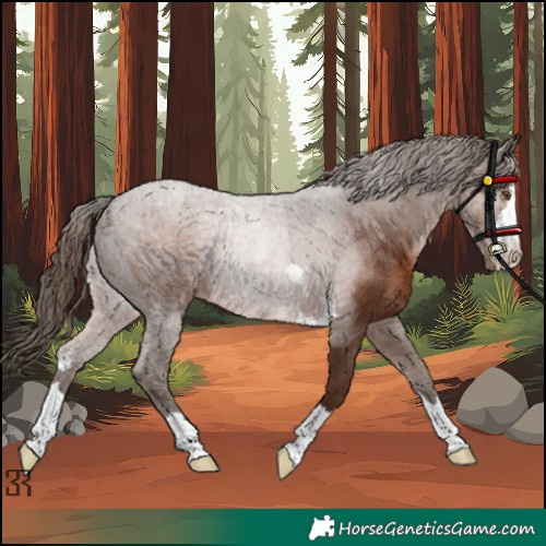 Horse Color:Unknown 