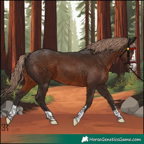 Horse Color:Liver Chestnut Rabicano 