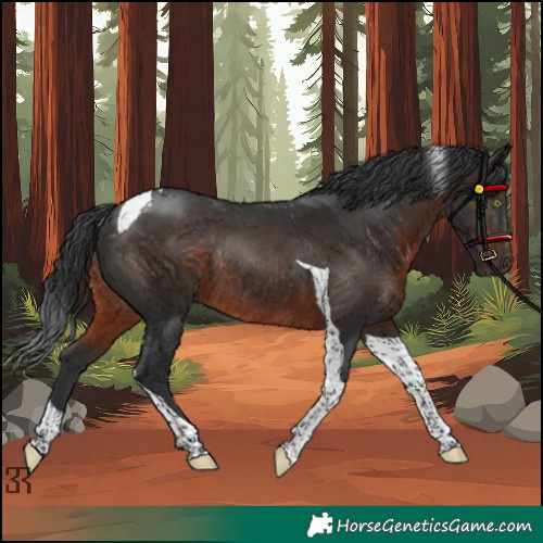 Horse Color:Brown Tobiano Rabicano 