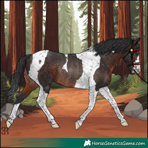 Horse Color:Brown Tobiano Rabicano 