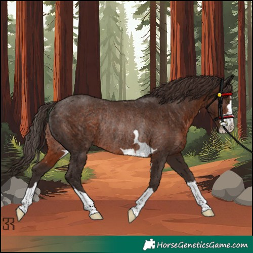 Horse Color:Liver Chestnut Rabicano