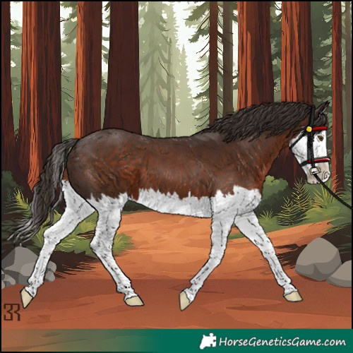 Horse Color:Liver Chestnut Splash 