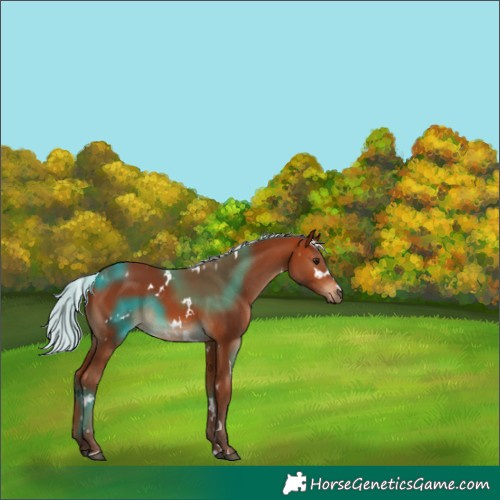 Horse Color:White Spotted Silver Bay Rabicano