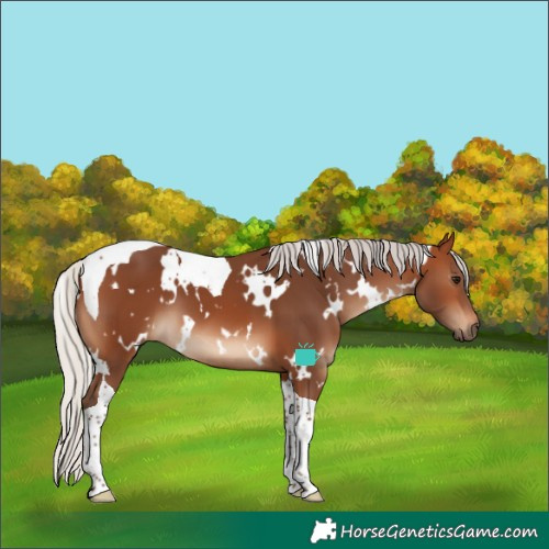 Horse Color:White Spotted Silver Brown Tobiano 