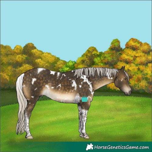 Horse Color:White Spotted Silver Buckskin Tobiano Rabicano 