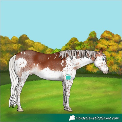 Horse Color:White Spotted Silver Bay Splash 