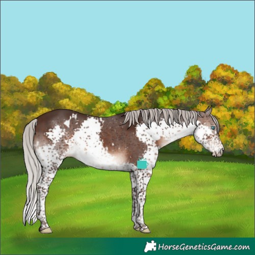 Horse Color:White Spotted Silver Brown Splash Tobiano Rabicano