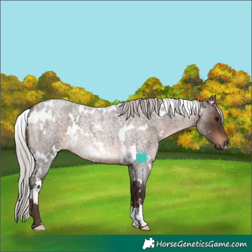 Horse Color:White Spotted Silver Brown Roan Rabicano 
