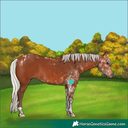 Horse Color:Silver Bay Tobiano