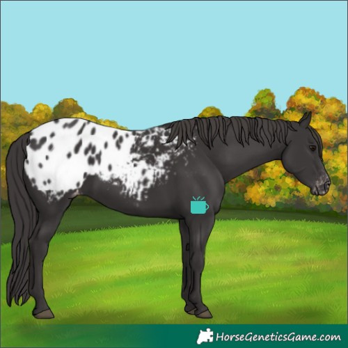 Horse Color:Smoky Black Blanket