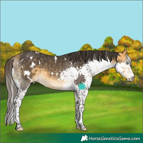 Horse Color:White Spotted Buckskin Splash 