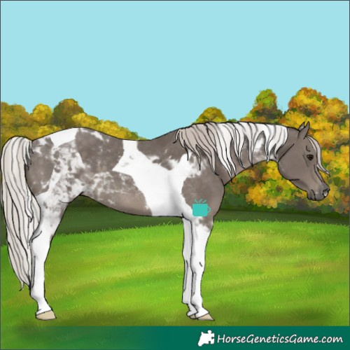 Horse Color:Silver Black Tobiano