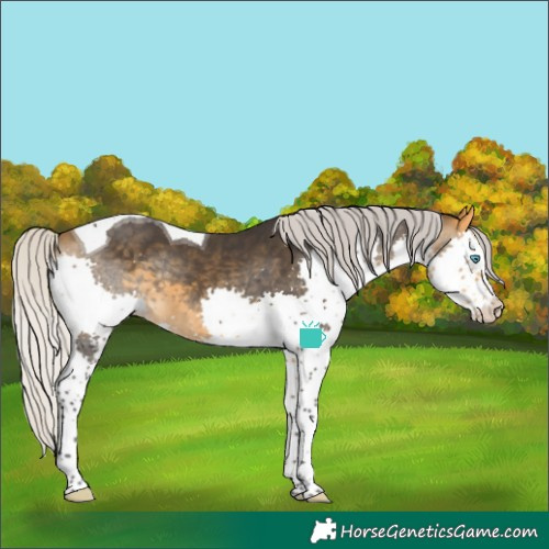 Horse Color:Silver Buckskin Splash Tobiano