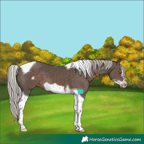 Horse Color:Silver Black Tobiano Frame Varnish 