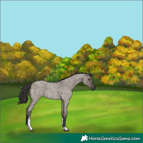 Horse Color:Smoky Grullo Roan Tobiano