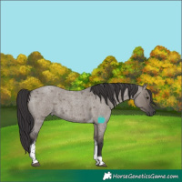 Horse Color:Smoky Grullo Roan Tobiano 