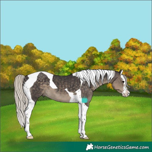 Horse Color:Silver Smoky Black Splash Tobiano 