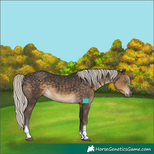 Horse Color:Silver Smoky Black Tobiano