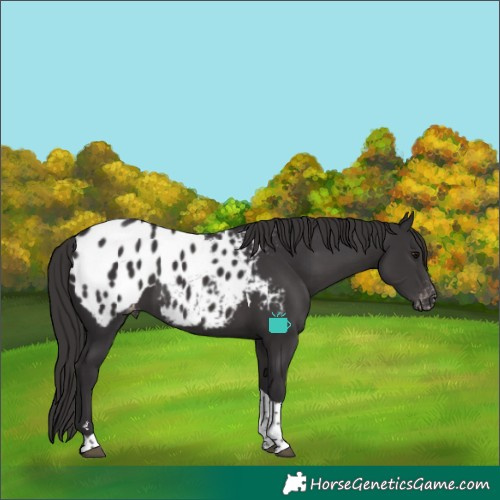 Horse Color:Smoky Black Tobiano Blanket
