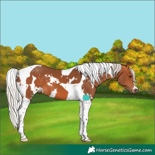 Horse Color:White Spotted Silver Bay Tobiano