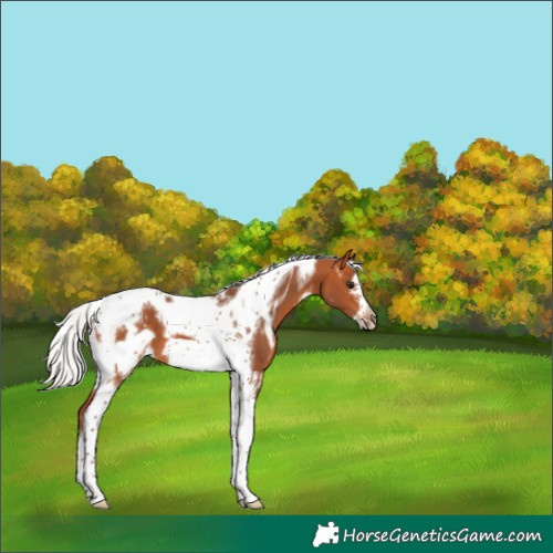 Horse Color:White Spotted Silver Bay Tobiano Frame
