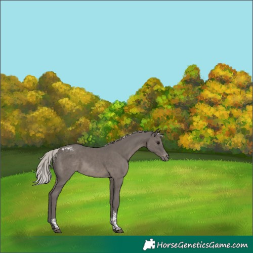 Horse Color:Silver Black Tobiano Appaloosa