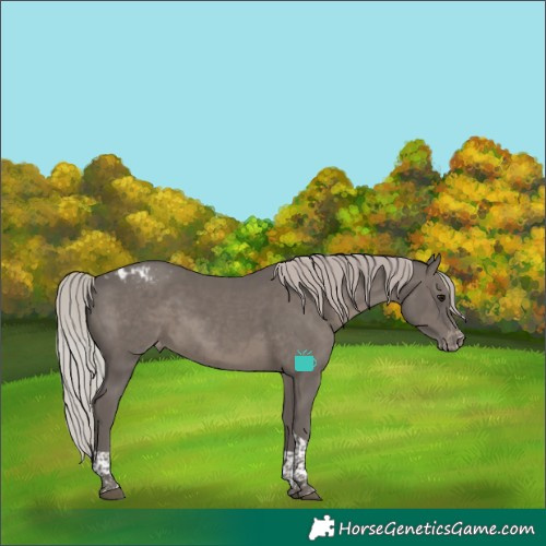 Horse Color:Silver Black Tobiano Varnish