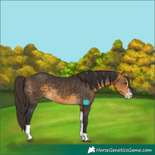 Horse Color:Buckskin Splash Tobiano Varnish