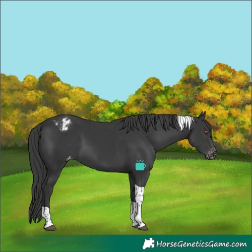 Horse Color:Black Tobiano Varnish 