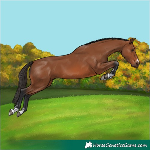 Horse Color:Bay 