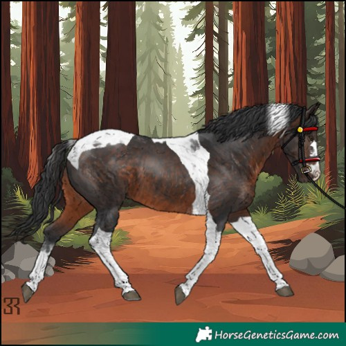 Horse Color:Brown Tobiano 
