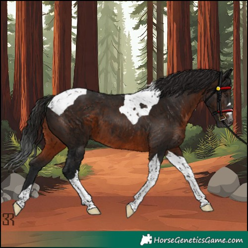 Horse Color:Gray Brown Tobiano 