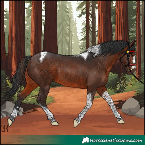 Horse Color:Brown Tobiano Rabicano 