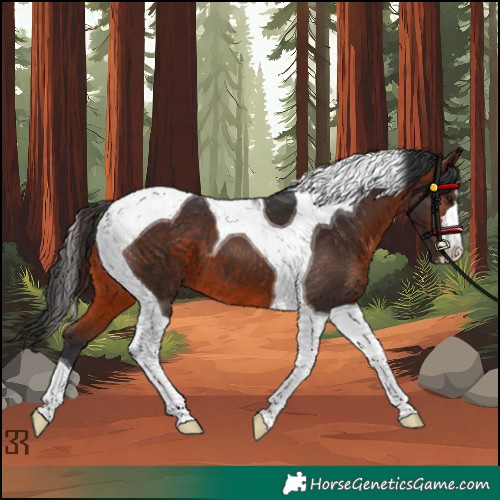 Horse Color:Bay Tobiano 