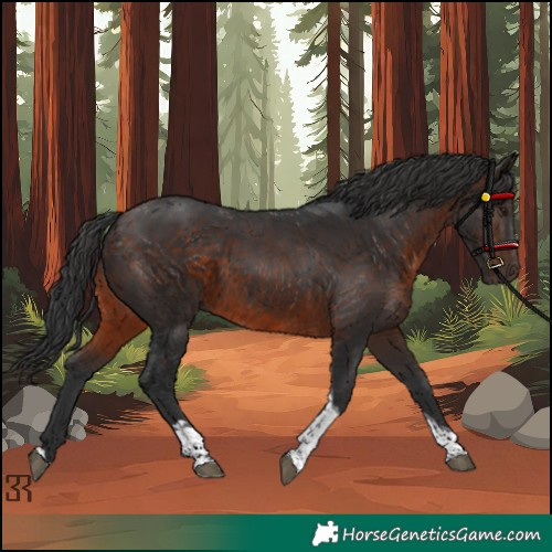 Horse Color:Brown Tobiano