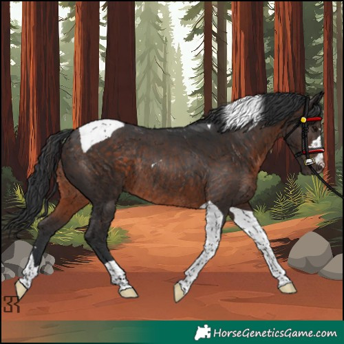 Horse Color:Brown Tobiano Rabicano 