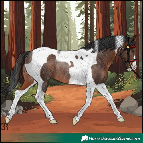 Horse Color:Brown Tobiano Rabicano