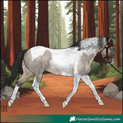 Horse Color:Brown Roan Dun Tobiano 