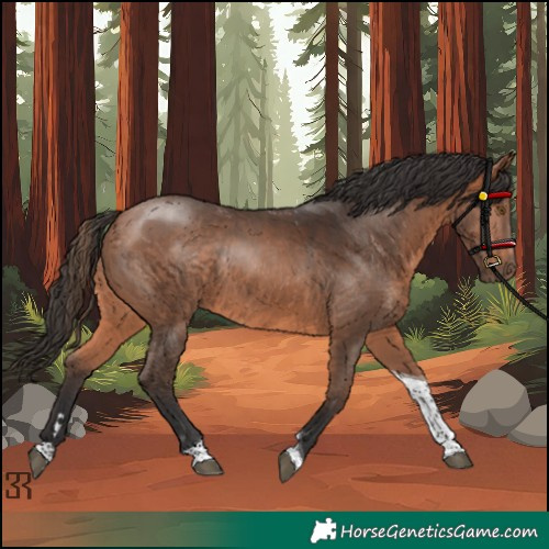 Horse Color:Bay Tobiano Rabicano