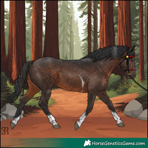 Horse Color:Brown Tobiano