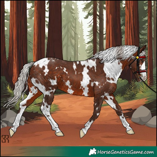 Horse Color:White Spotted Silver Bay 