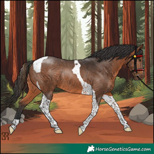 Horse Color:Bay Tobiano Rabicano