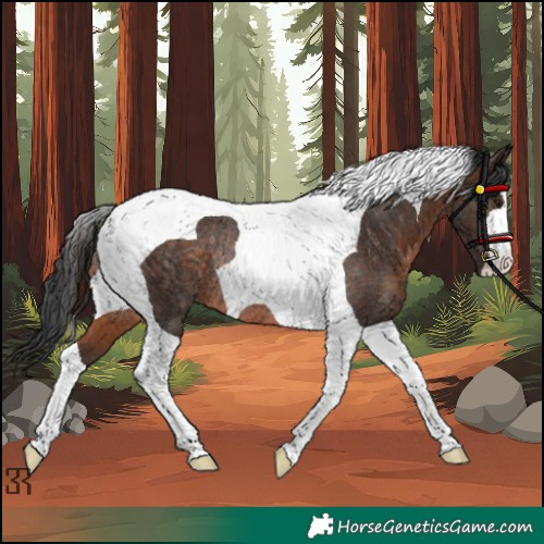 Horse Color:Brown Tobiano Rabicano 