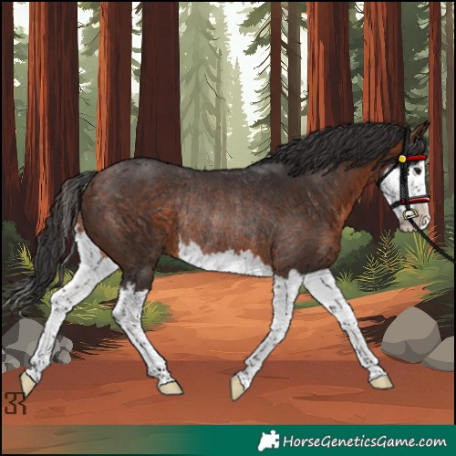 Horse Color:Bay Splash Rabicano 