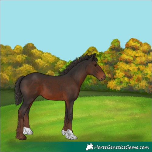 Horse Color:Liver Chestnut 