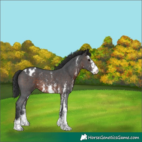 Horse Color:Brown Sabino Appaloosa 