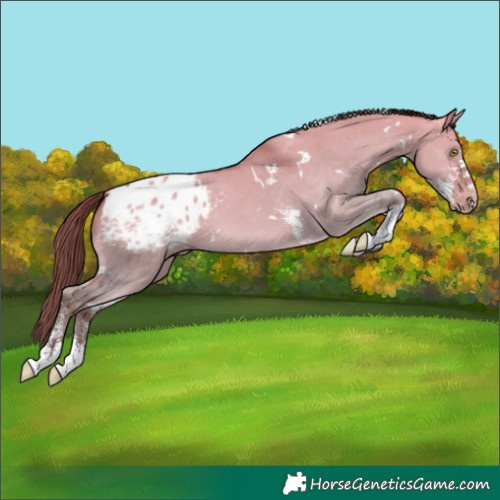 Horse Color:White Spotted Amber Champagne Dun Sabino Blanket