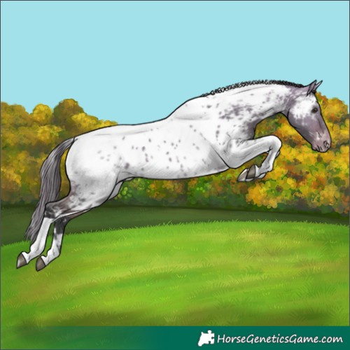 Horse Color:White Spotted Bay Dun Tobiano Near Leopard Rabicano
