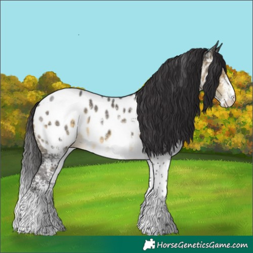 Horse Color:White Spotted Buckskin Blanket