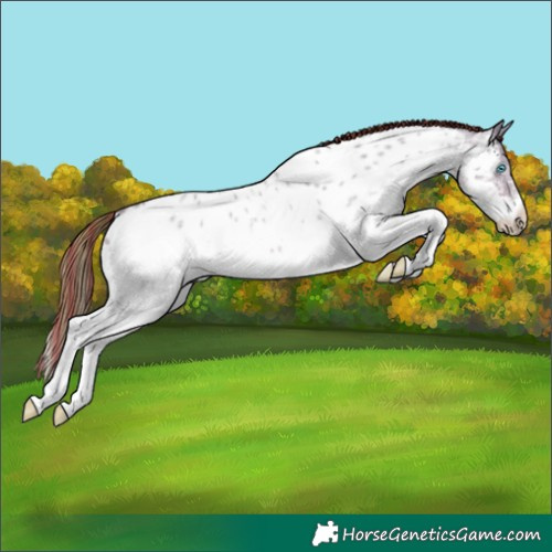 Horse Color:Painted Sable Champagne Roan Dun Sabino Splash Near Leopard Rabicano 